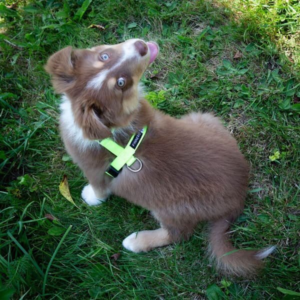 FinNero SALO valjaat, L, neonkeltainen, view: 1