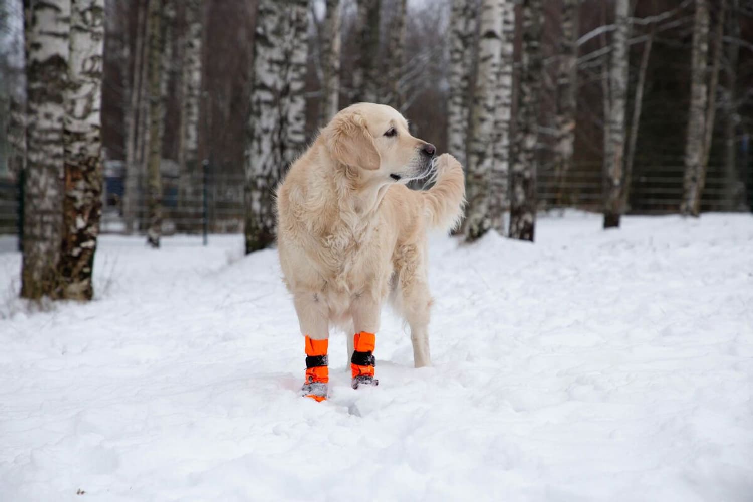 FinNero SULO koiran tossut, L-XL, 2 kpl, oranssi, view: 5