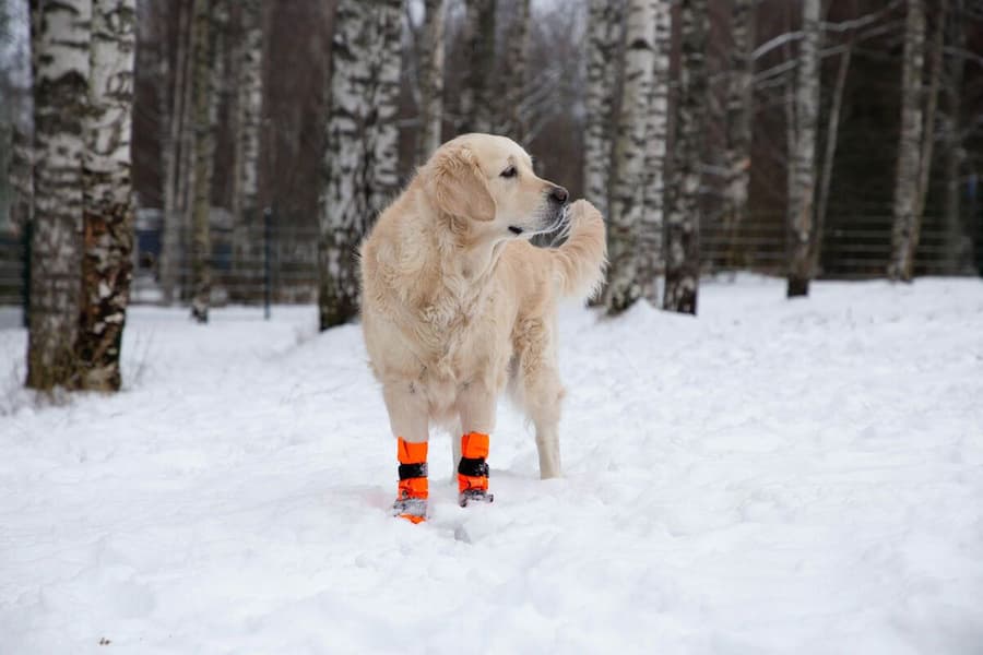 FinNero SULO tossut, L-XL, 2kpl, oranssi, view: 5