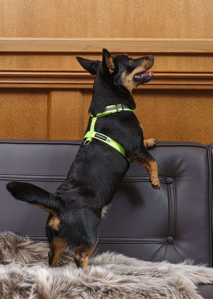 SALO koulutusvaljaat, vaaleankeltainen, XS, view: 2