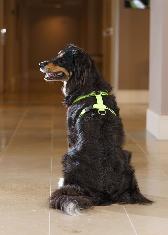 SALO koulutusvaljaat, vaaleankeltainen, XS, view: 3