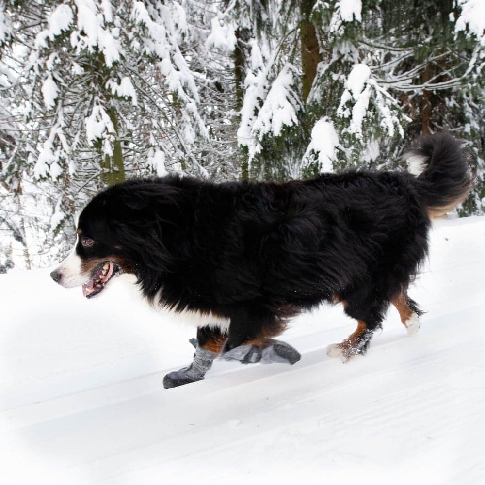 Koirankenkä HALLA LUX harmaa M-L (2 kpl), view: 2