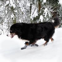 FinNero HALLA LUX tossut, M-L, 2 kpl, harmaa - view: 2