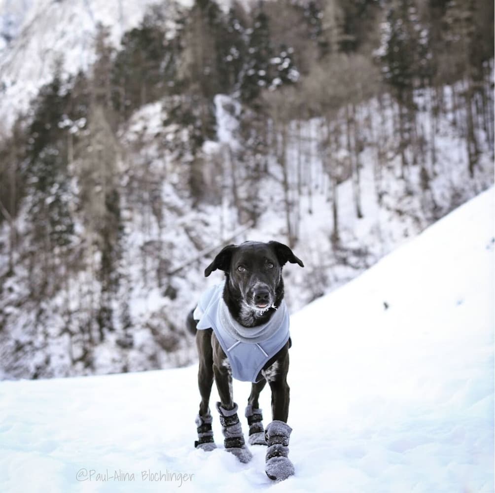 HALLA Reflex koiran tossut, harmaa, XL, 4 kpl, view: 2