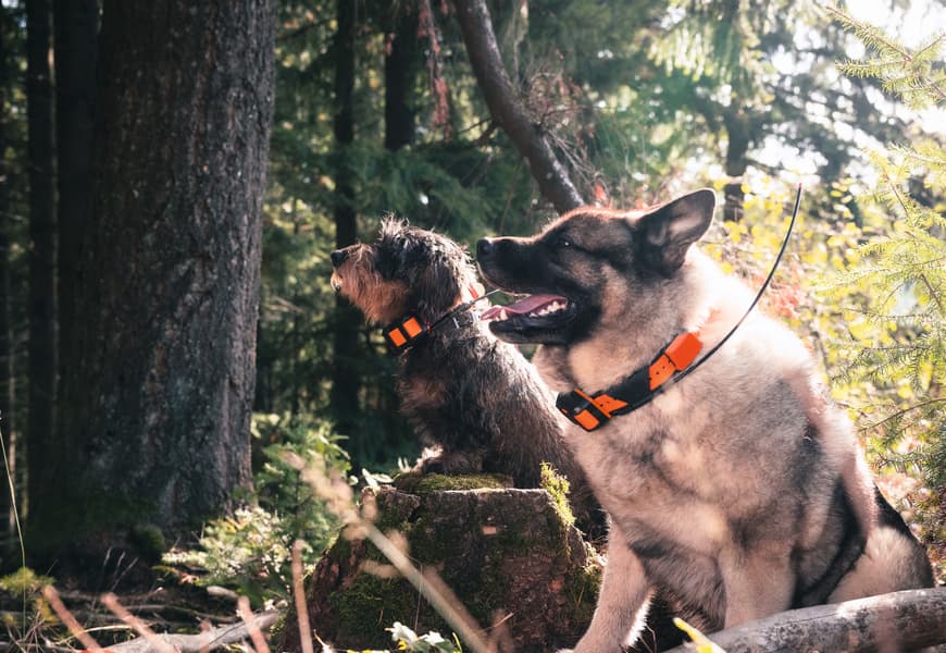 Alpha T20 koirapanta, view: 8