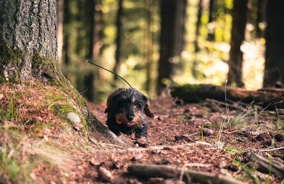 Alpha T20 koirapanta, view: 7