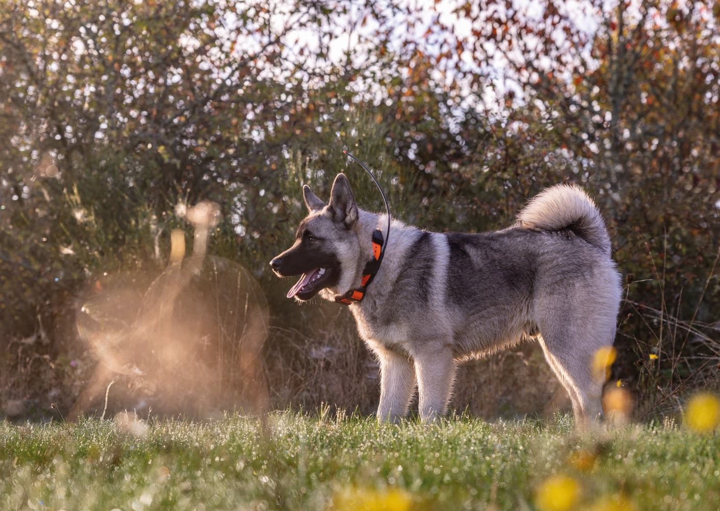 Alpha LTE koiranseurantalaite, view: 9