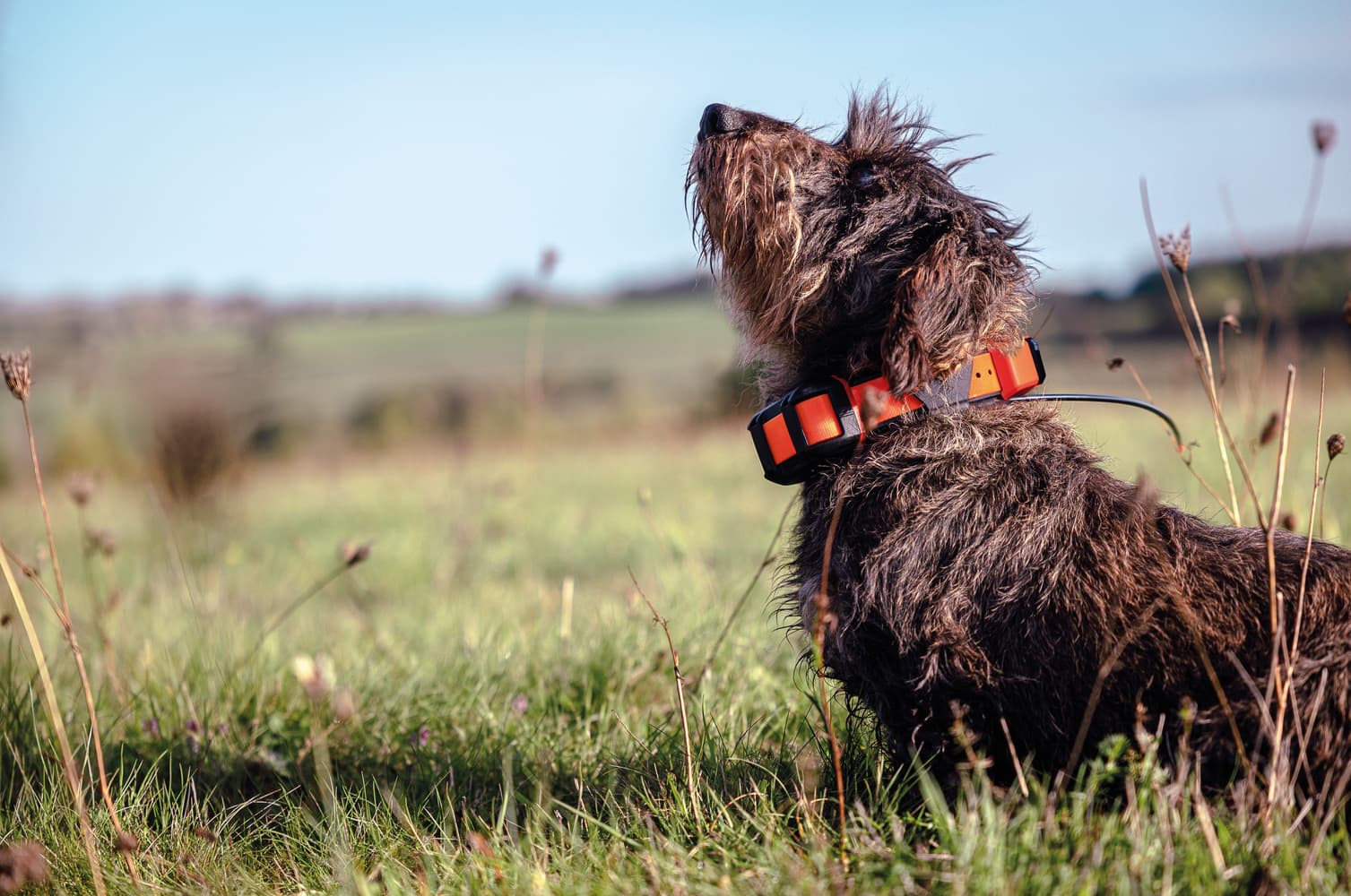 Alpha LTE koiranseurantalaite, view: 7