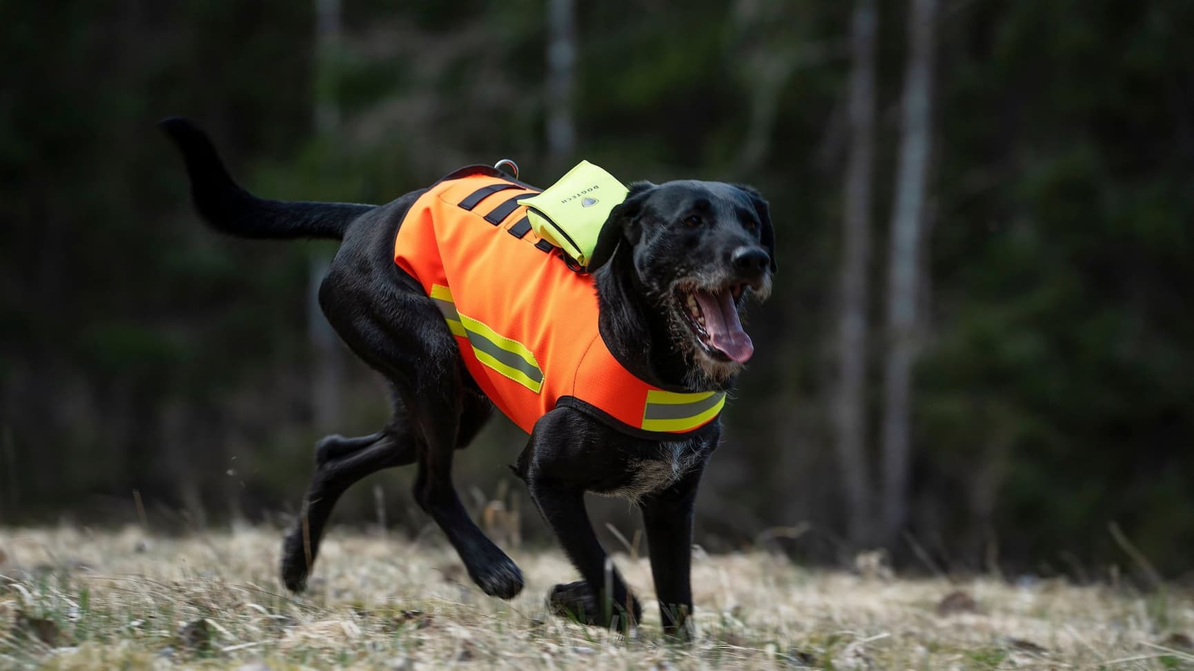 HiVis Vest koirien huomioliivi, view: 2