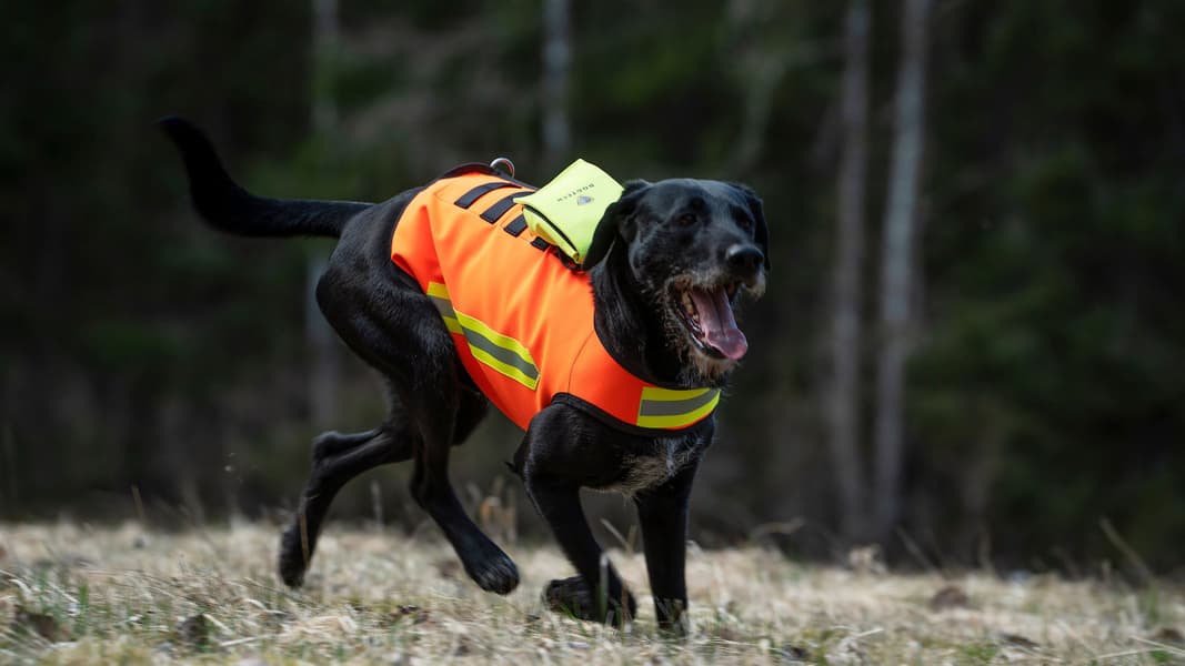 HiVis Vest koirien huomioliivi, view: 2