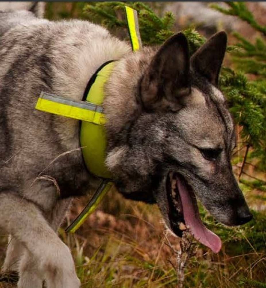 DogTech Reflex GPS-pidike Garmin, Tracker jne, view: 0