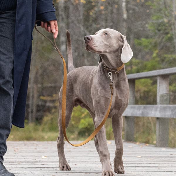 Signature talutin, S, Brown/Mustard, view: 2