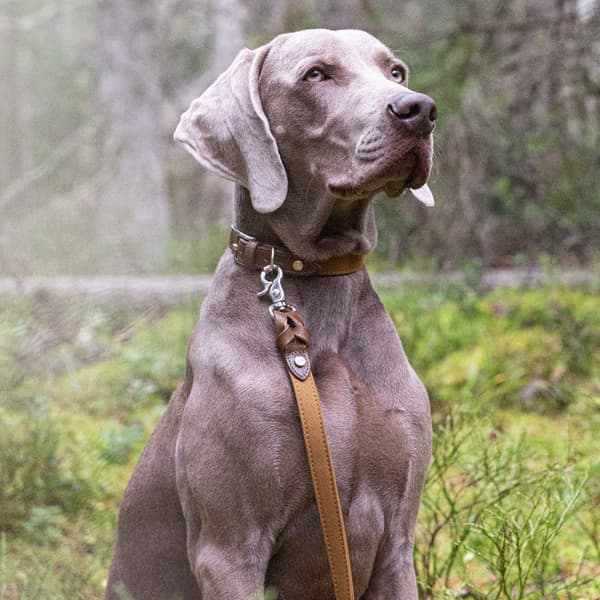 Signature talutin, S, Brown/Mustard, view: 3