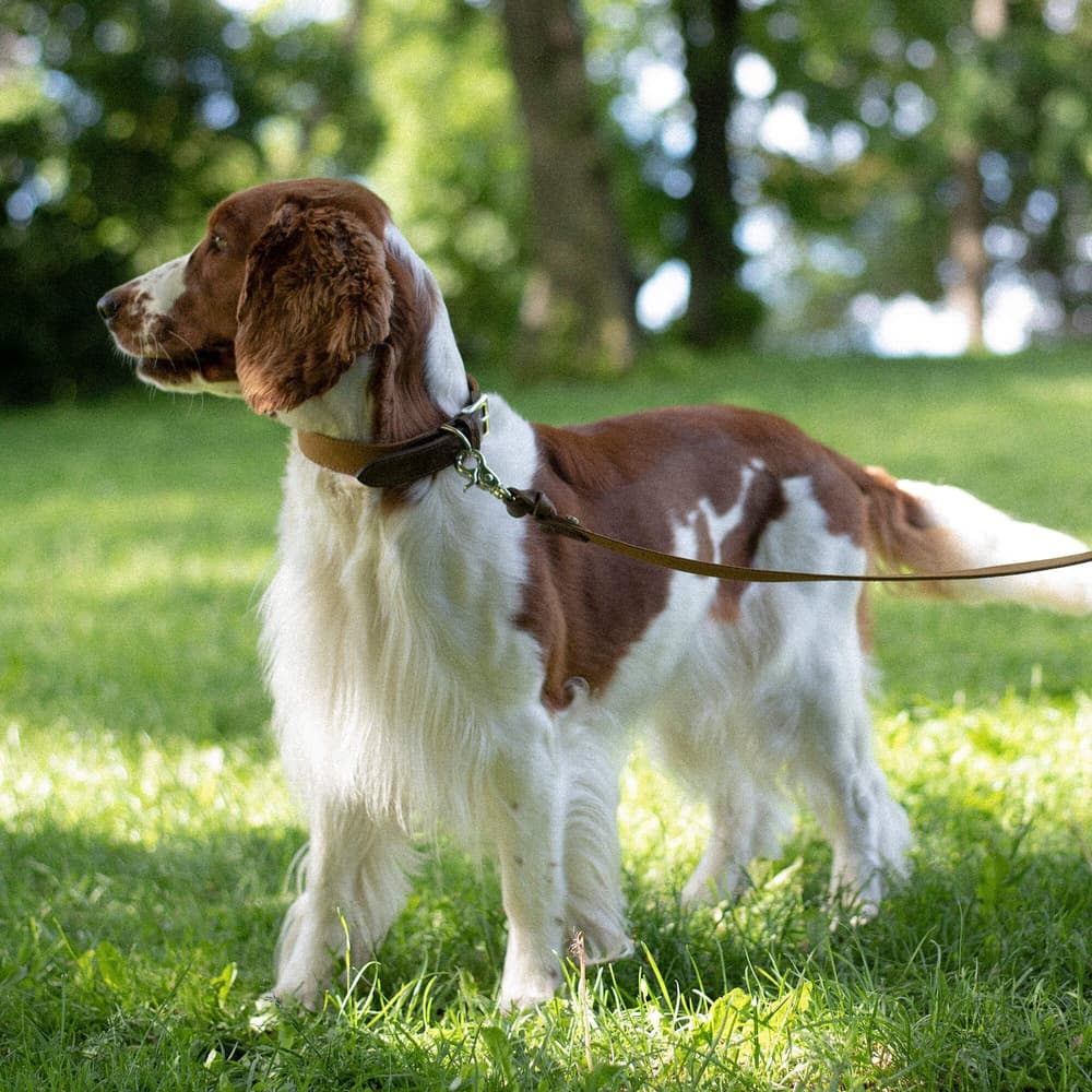 Signature kaulapanta, XL-XXL, Brown/Mustard, view: 2