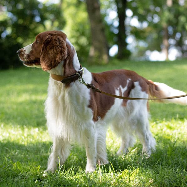 Signature kaulapanta, XL-XXL, Brown/Mustard, view: 2