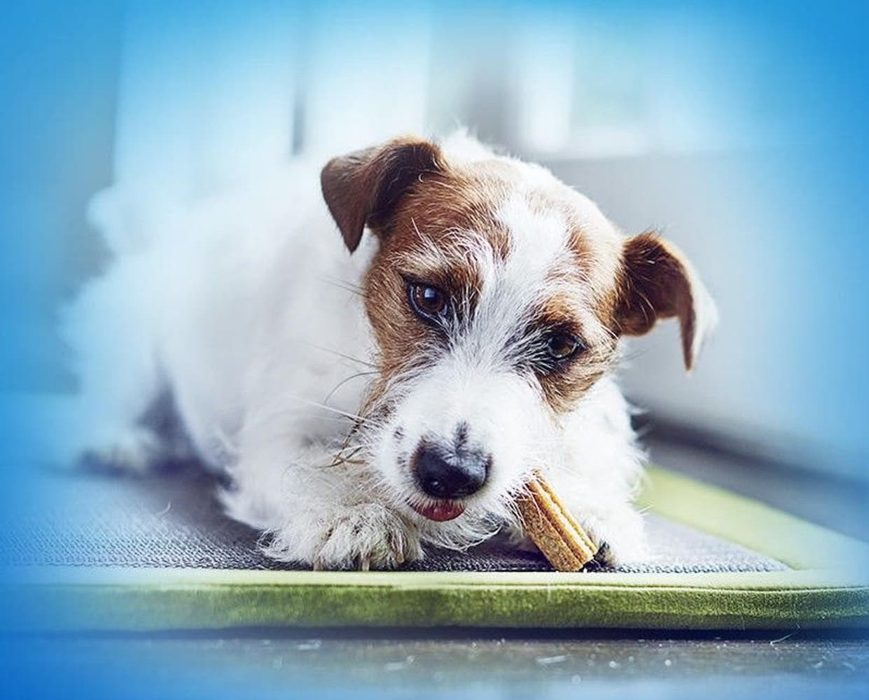 Small purutikku, 10 x 49g, view: 2