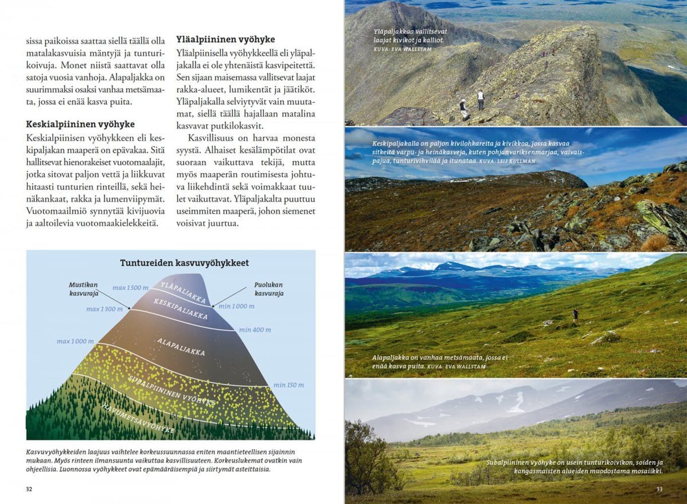 Vaeltajan tunturikasvio, view: 1