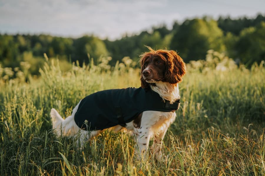 Hybrid Dog Rug koiran takki, Black, view: 1