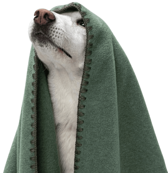 Blanket Fleece koiranpeitto, M, vihreä, view: 4