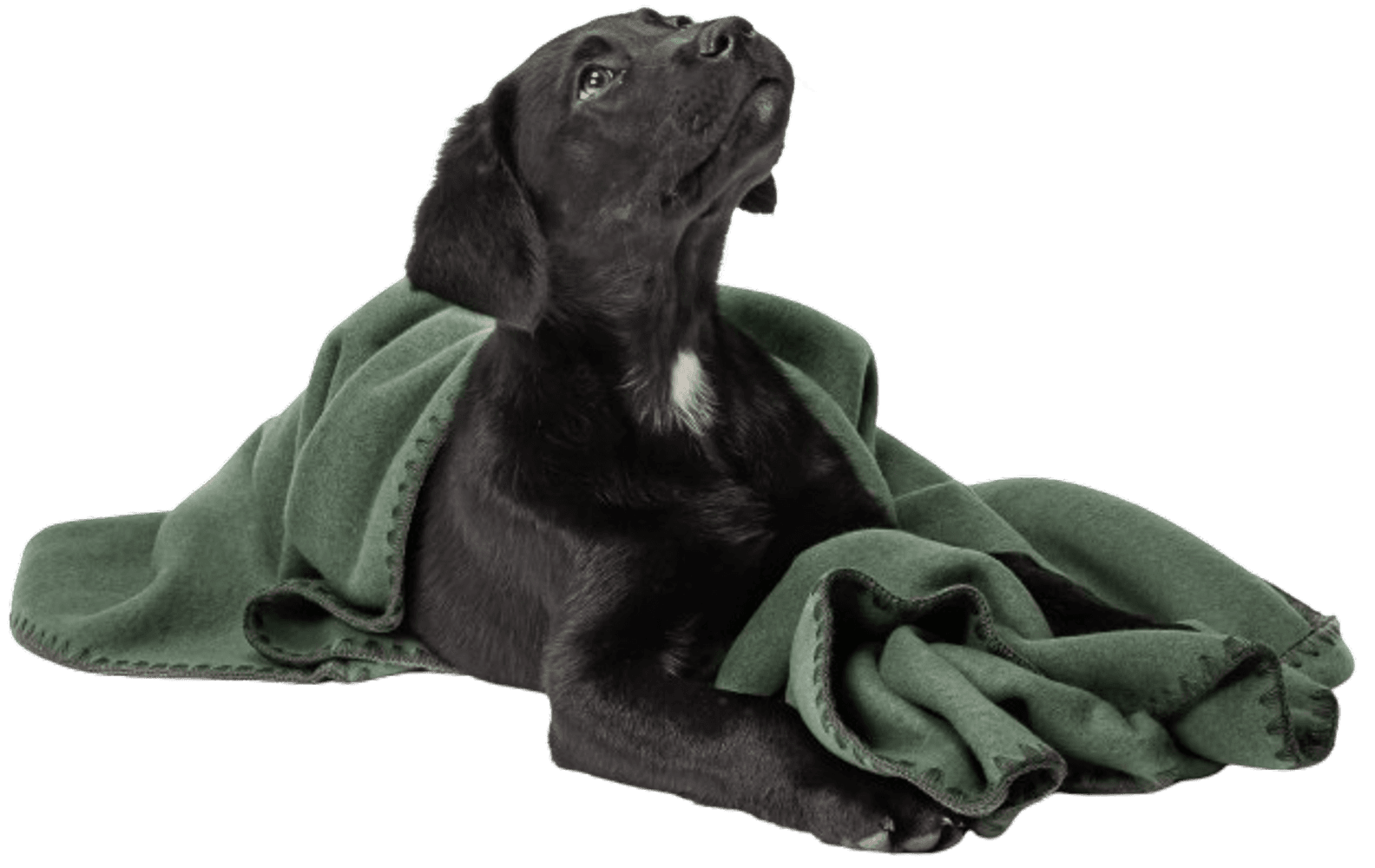 Blanket Fleece koiranpeitto, M, vihreä, view: 5