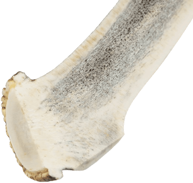 peuransarvi puruluu, L, view: 1