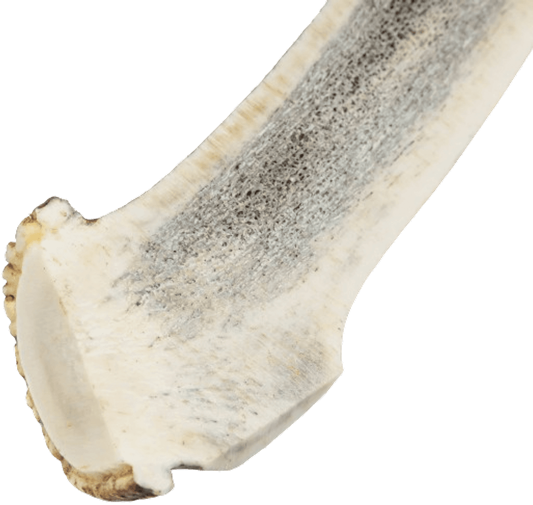 peuransarvi puruluu, M, view: 1