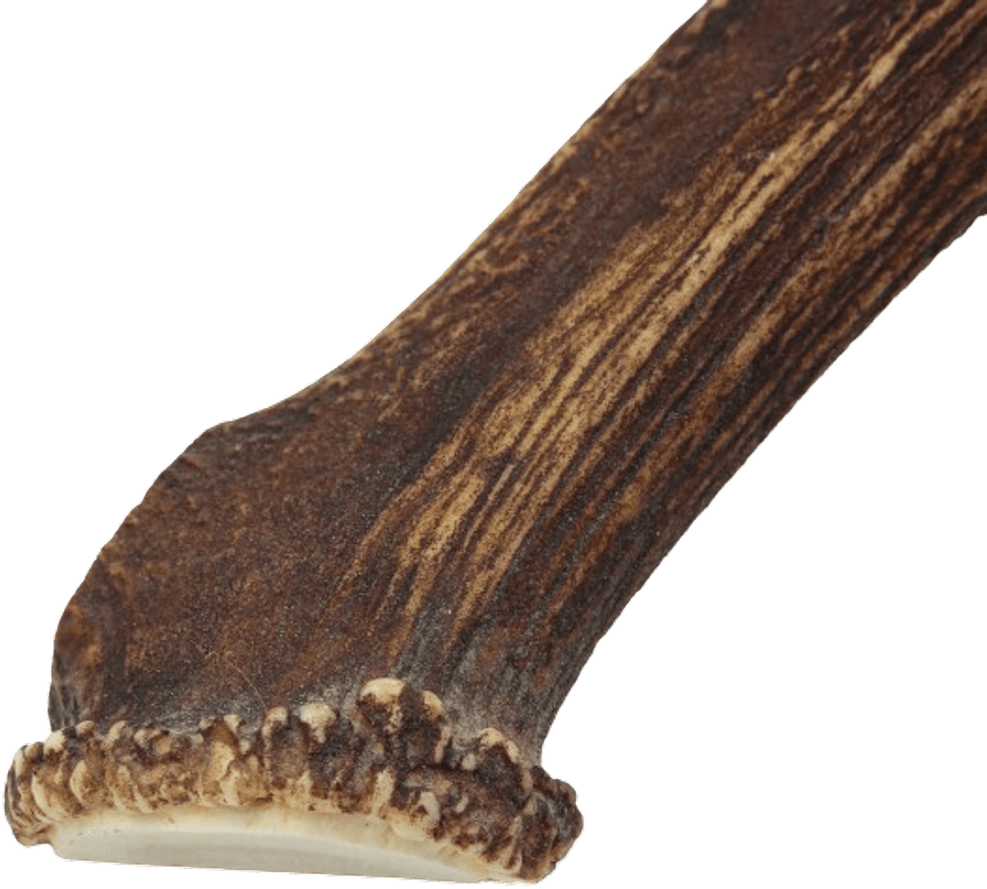 peuransarvi puruluu, S, view: 2