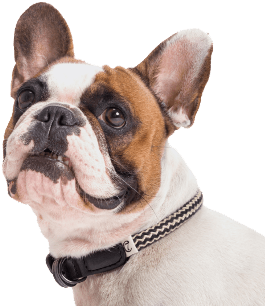 Collar Mauerpark köysikaulapanta, XS-XL, Zick Zack Black, view: 1