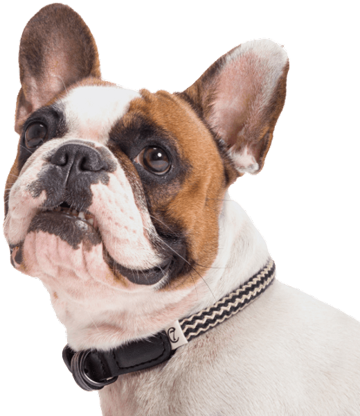 Collar Mauerpark köysikaulapanta, XS-XL, Zick Zack Black, view: 1