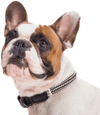 Collar Mauerpark köysikaulapanta, XS-XL, Zick Zack Black - view: 1