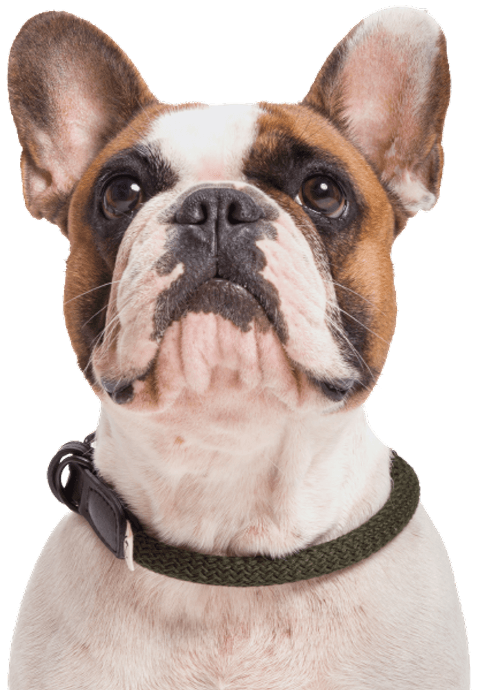 Collar Mauerpark köysikaulapanta, XS-XL, maastonvihreä, view: 1