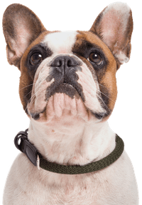 Collar Mauerpark köysikaulapanta, XS-XL, maastonvihreä - view: 1