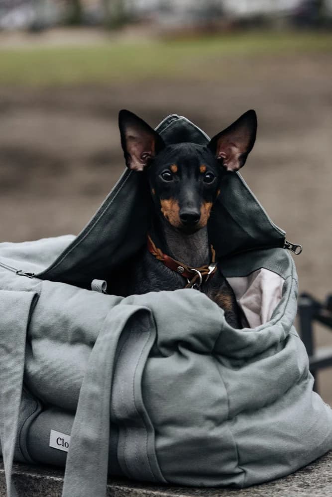 Dog Carrier Montreal koiran kantolaukku, S, maastonvihreä, view: 4