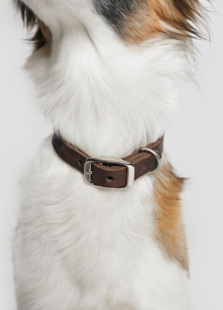 koiran kaulapanta Riverside Park Saddle Brown, M, view: 3