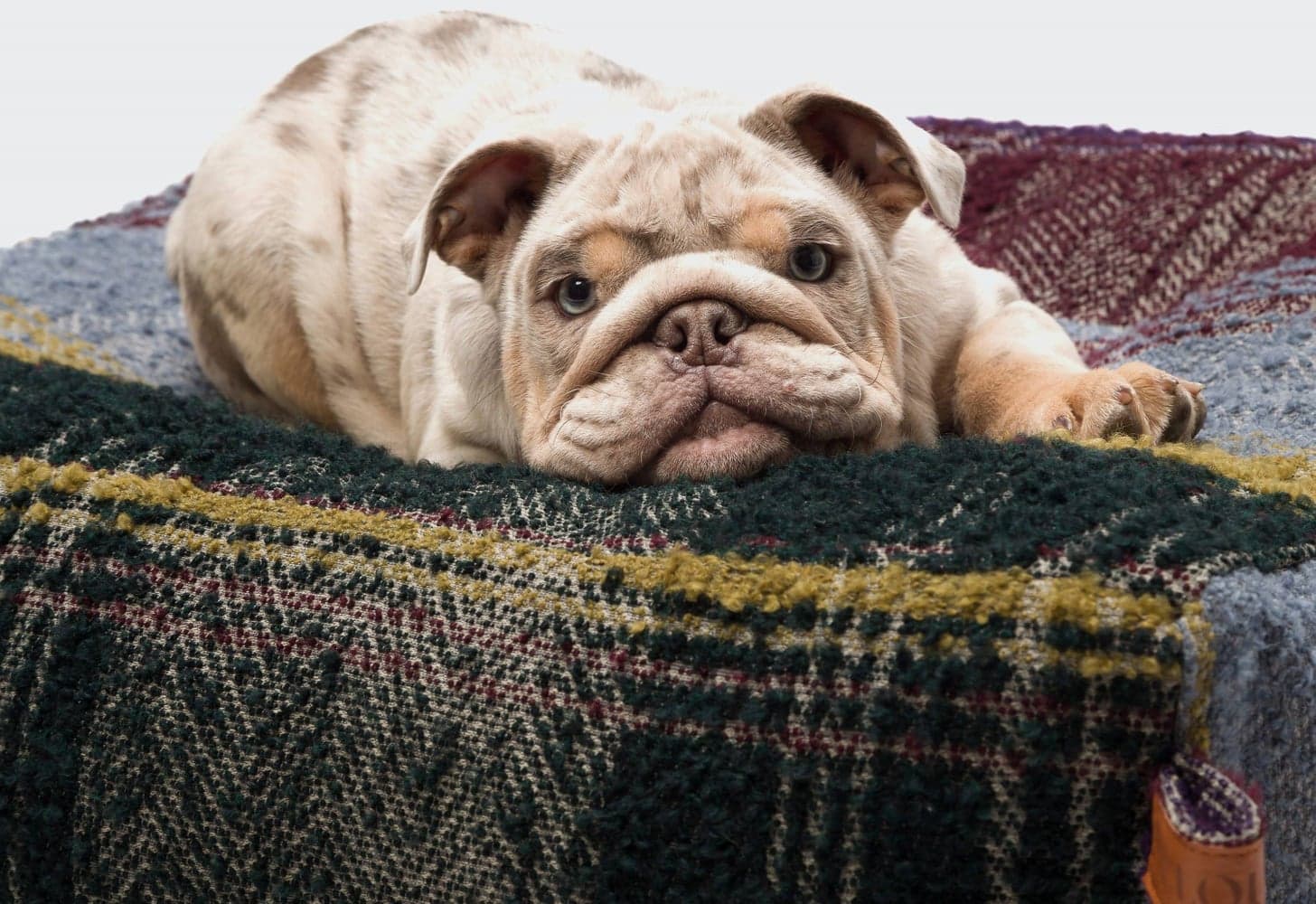 Cube Tartan koiranpeti, M, Purple, view: 3