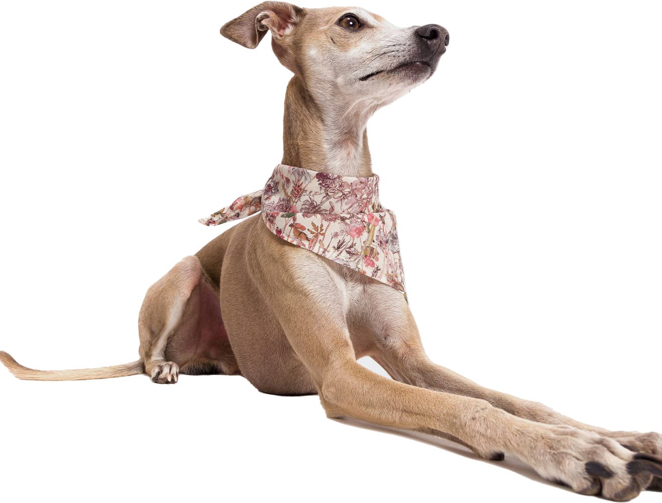 Bandana koiran huivi, M, Wild Blossom, view: 4