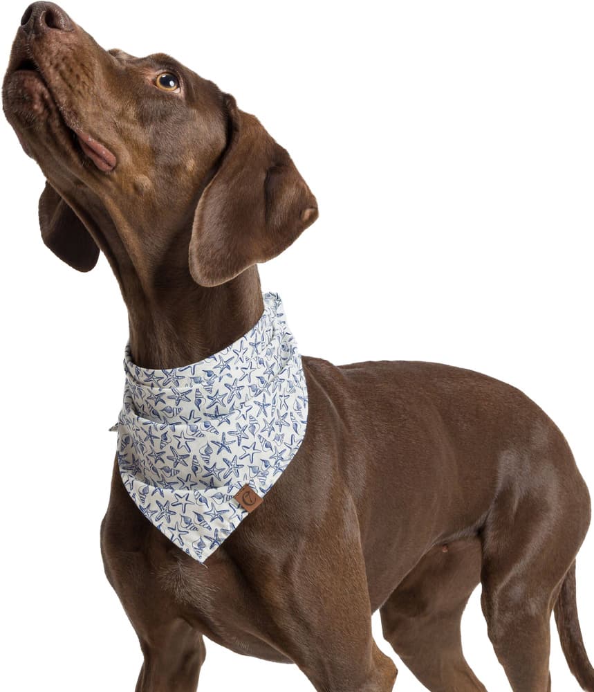 Bandana koiran huivi, S, Sea Stars, view: 3
