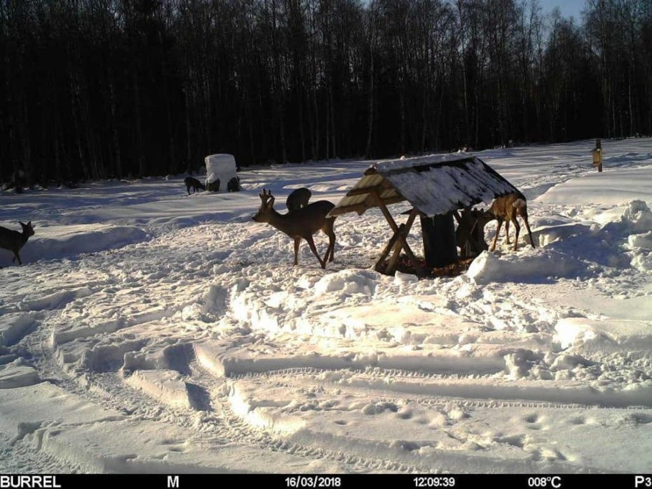 Edge HD -riistakamera, view: 2