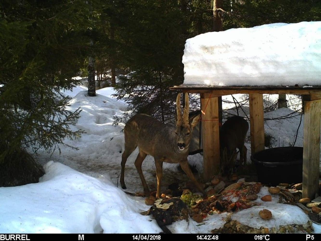 Edge HD -riistakamera, view: 5