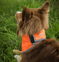 Back on Track Draco koiran huomiohuivi, oranssi S-XL - view: 3