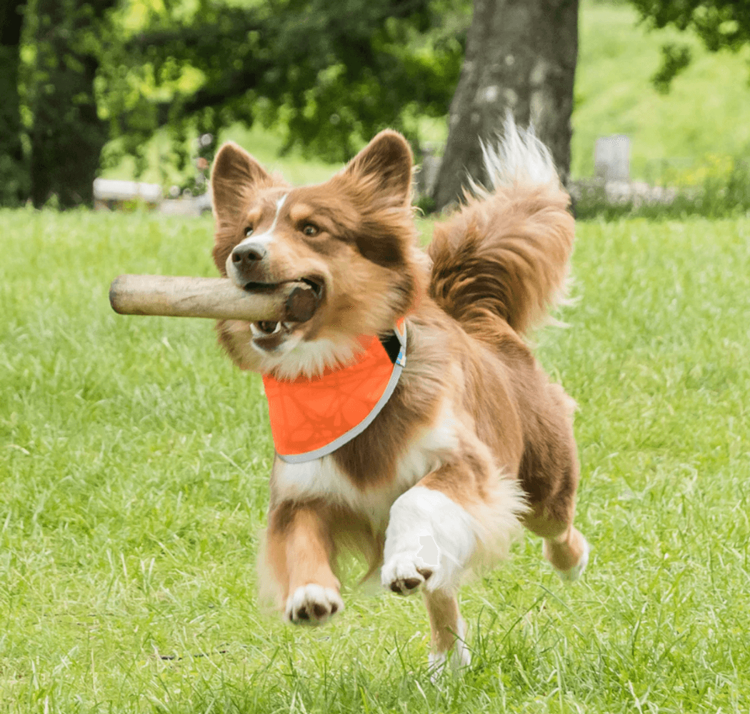 Back on Track Draco koiran huomiohuivi, oranssi S-XL, view: 2