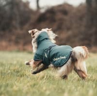 Back on Track Sunny koiran takki, vihreä 70-80 cm - view: 1