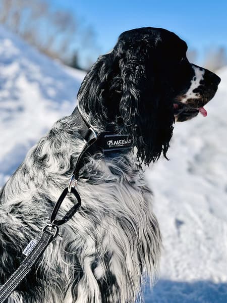 Koppel Twistlock talutushihna, 2,4m, harmaa, view: 1