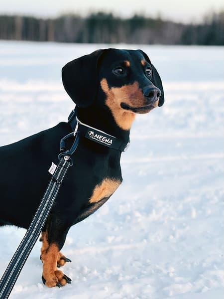 Expanderkoppel Twistlock talutushihna, 2,8 m, view: 2