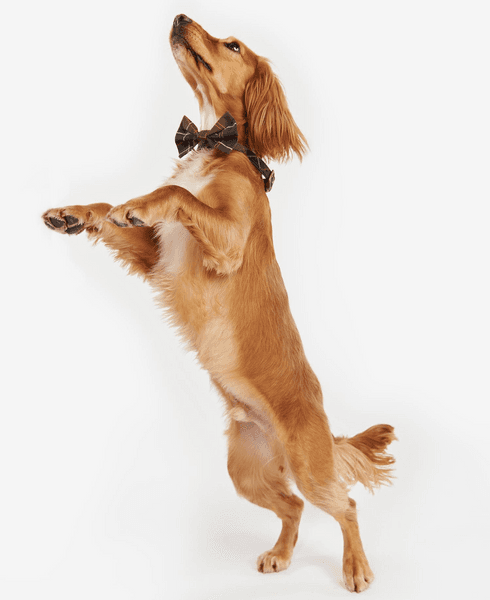 Tartan koiran rusetti, Classic Tartan, view: 2