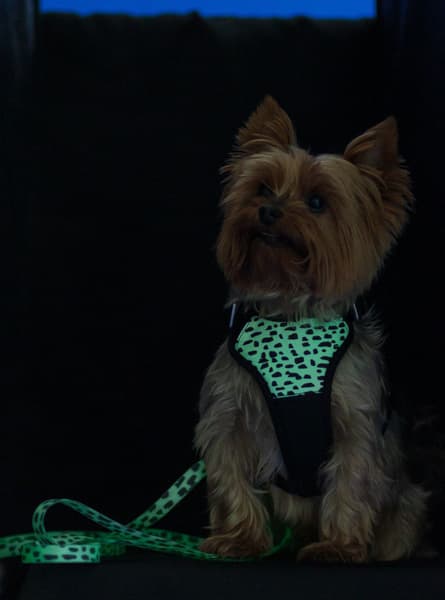 Harness 2.0 valjaat, view: 5