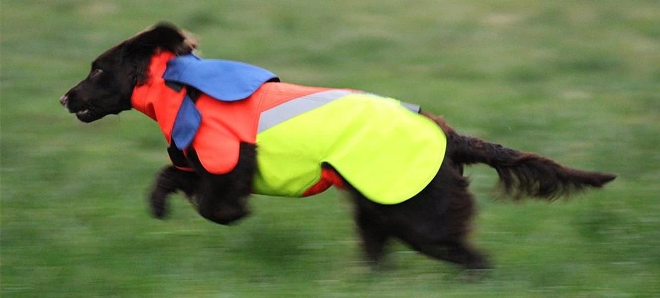 Tuskproof villisikaliivi koiralle, L, view: 1