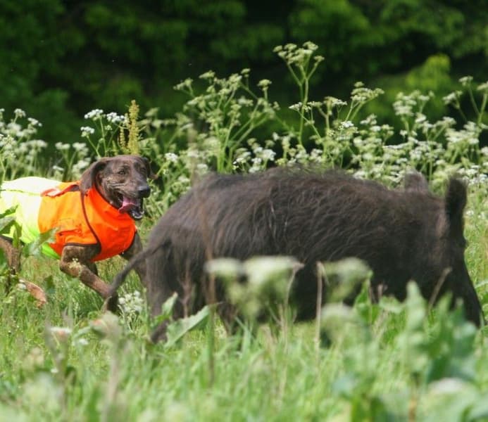 Tuskproof villisikaliivi koiralle, M, view: 3