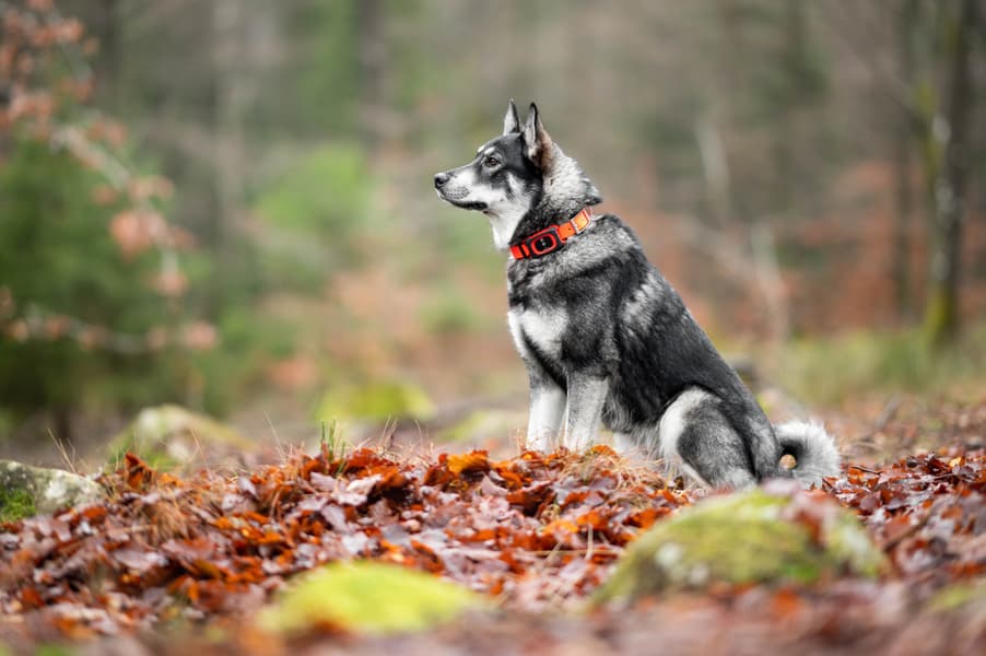 MiniFinder Rex metsästysjäljitin koiralle, view: 6