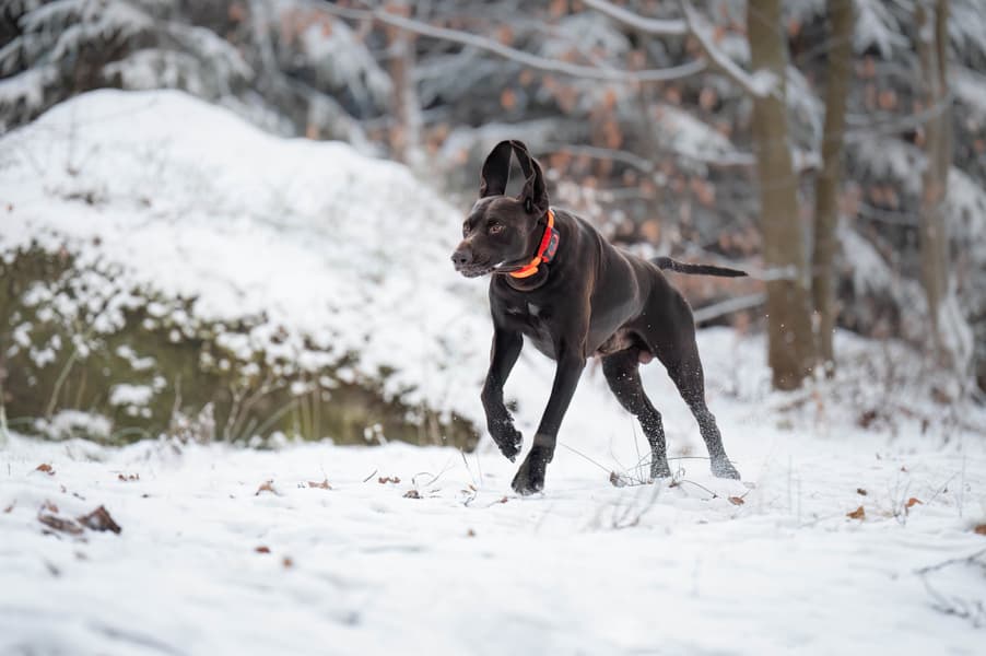 MiniFinder Rex metsästysjäljitin koiralle, view: 5